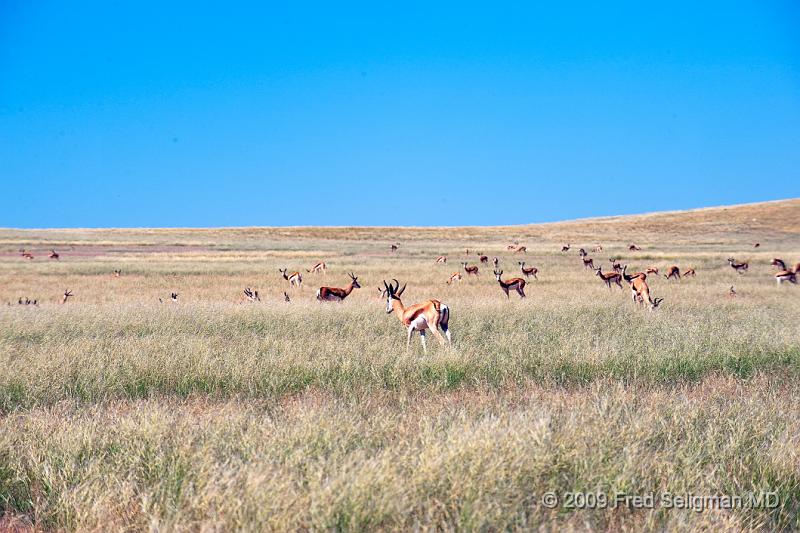 20090609_120841 D3 X1.jpg - It is said that they pronk especially when they are nervous.  If I were a springbok I would be pronking all the time for fear of getting killed (eaten) at any time!